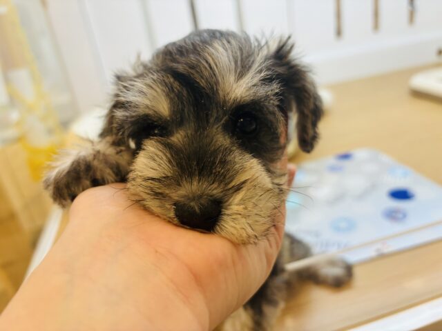 ミニチュアシュナウザー