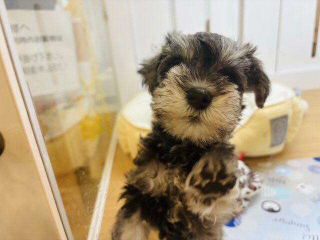 ミニチュアシュナウザー