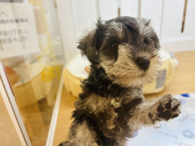 ミニチュアシュナウザー