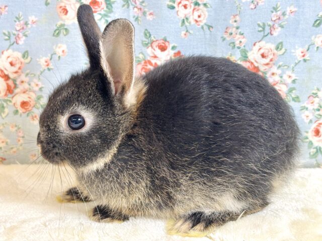 ネザーランドドワーフ