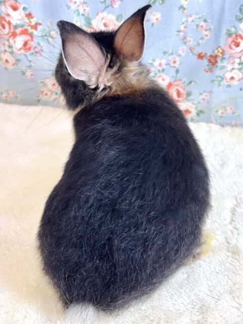 ネザーランドドワーフ