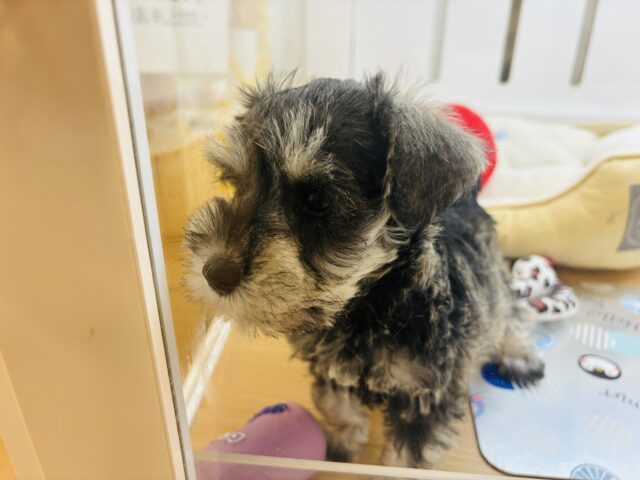 ミニチュアシュナウザー