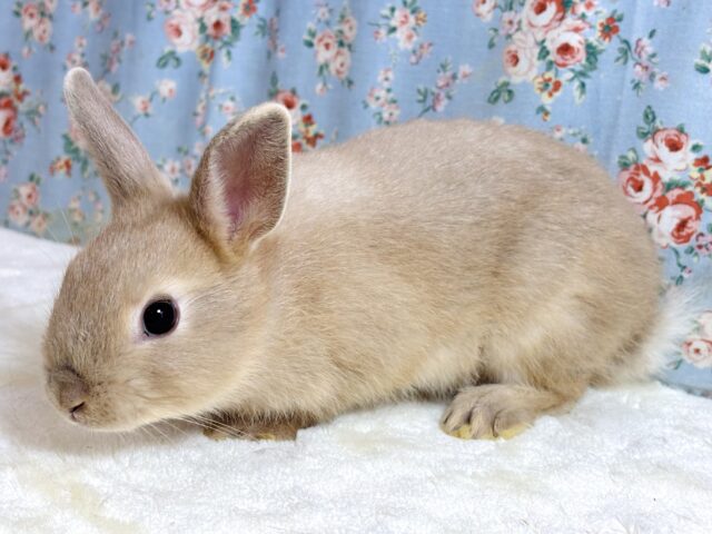 ネザーランドドワーフ