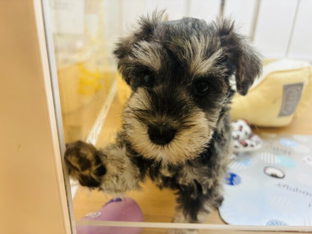 ミニチュアシュナウザー