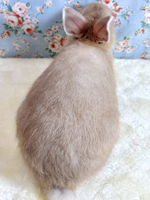 ネザーランドドワーフ