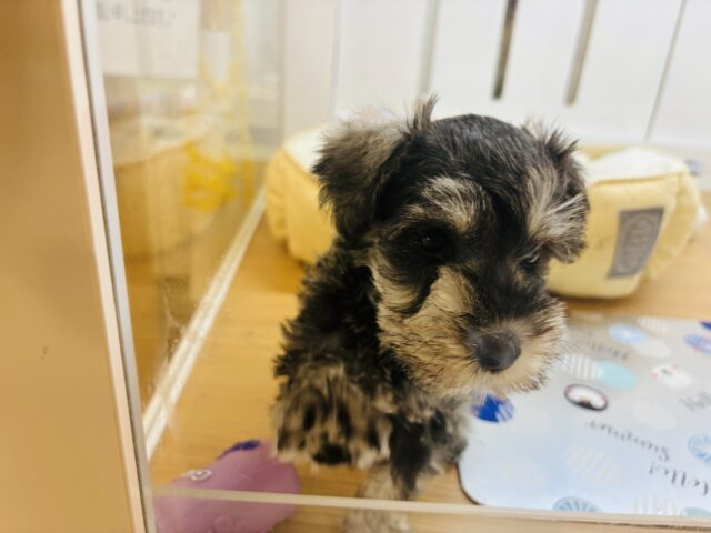 ミニチュアシュナウザー