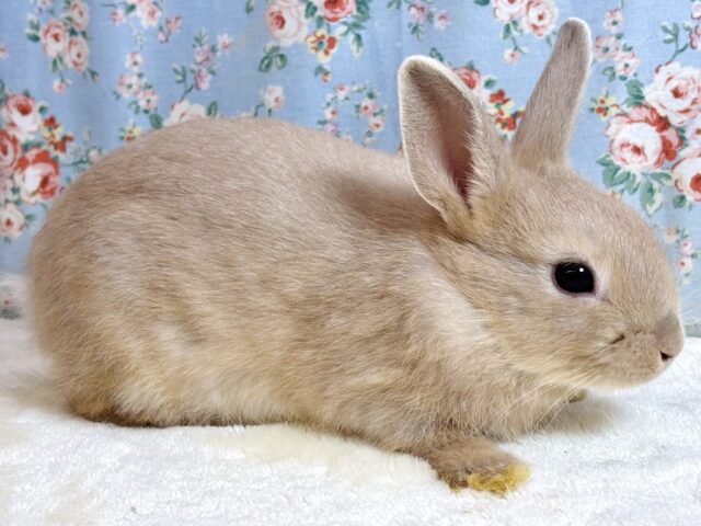 ネザーランドドワーフ