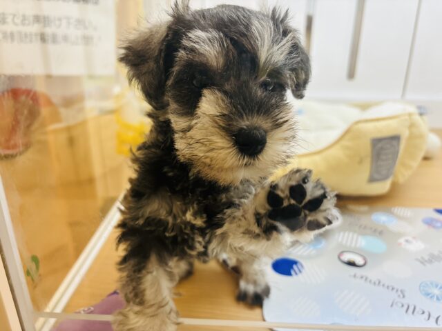 ミニチュアシュナウザー