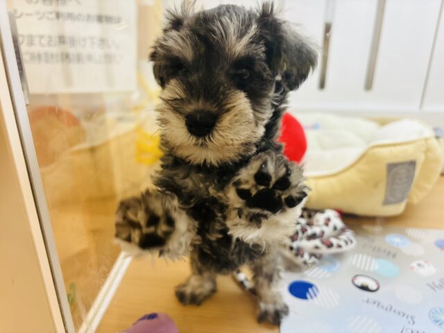 ミニチュアシュナウザー