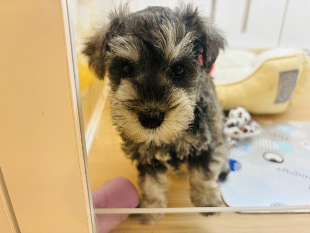 ミニチュアシュナウザー