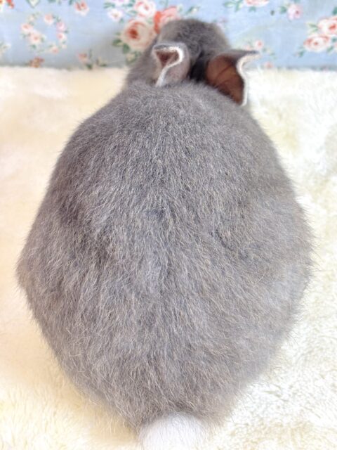 ネザーランドドワーフ