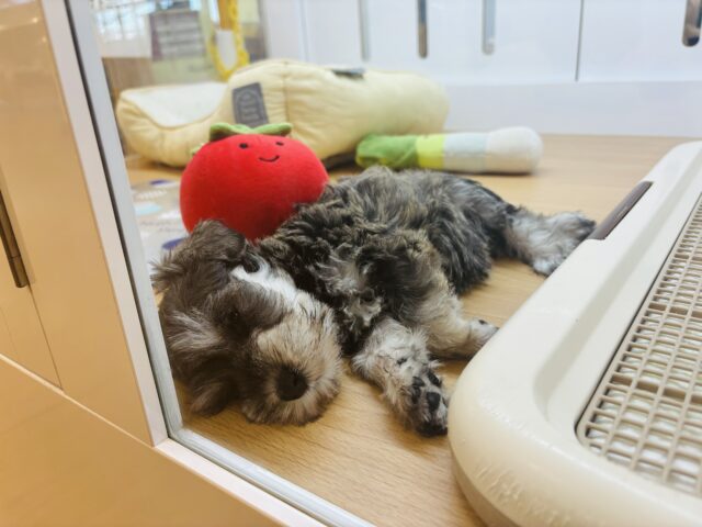 ミニチュアシュナウザー