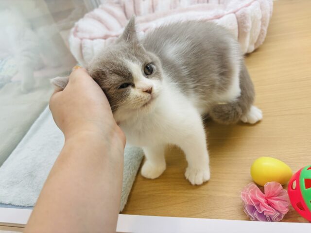 ブリティッシュショートヘア