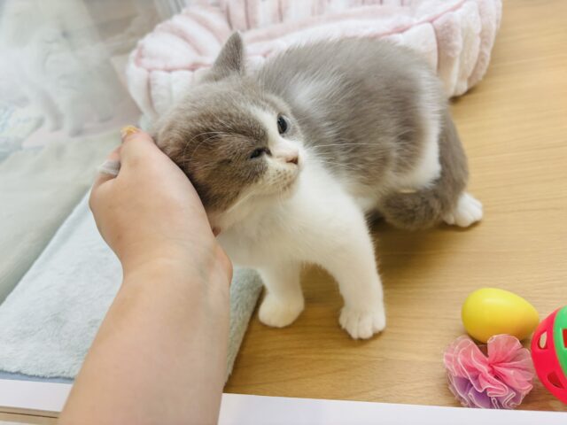 ブリティッシュショートヘア