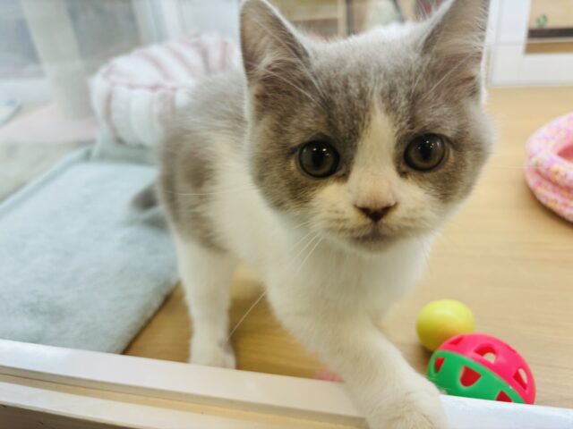 ブリティッシュショートヘア