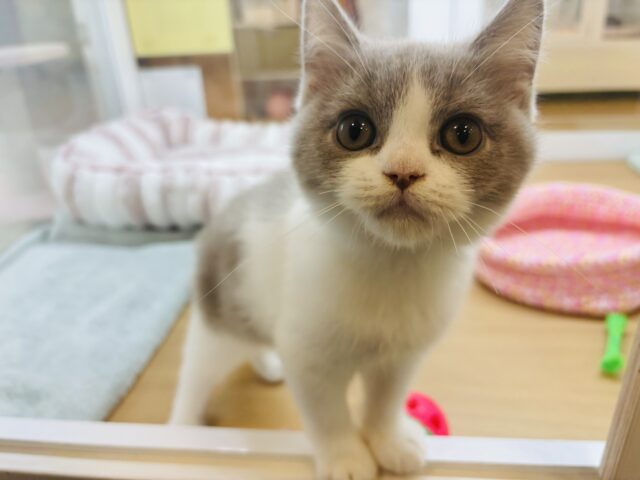 ブリティッシュショートヘア