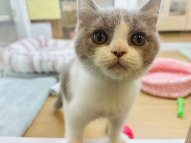 ブリティッシュショートヘア