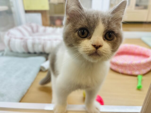 ブリティッシュショートヘア
