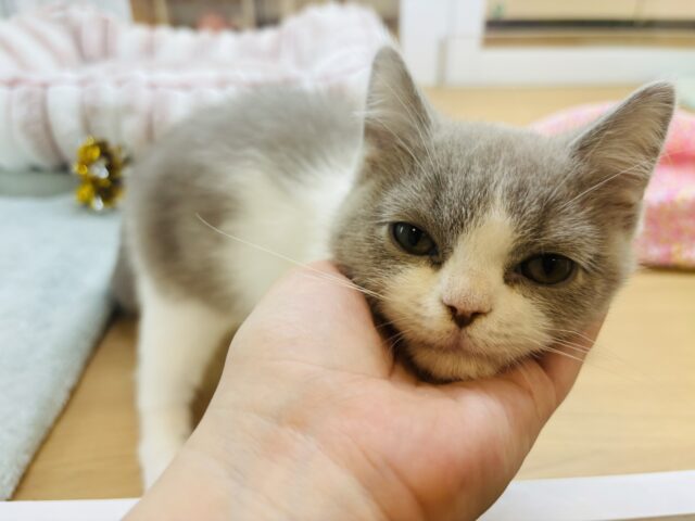 ブリティッシュショートヘア