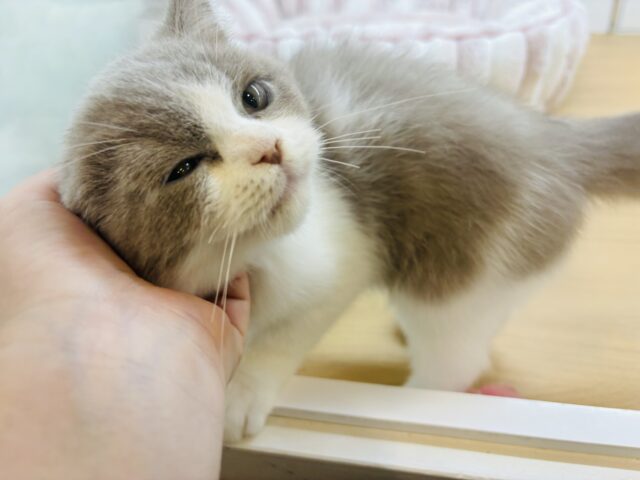 ブリティッシュショートヘア