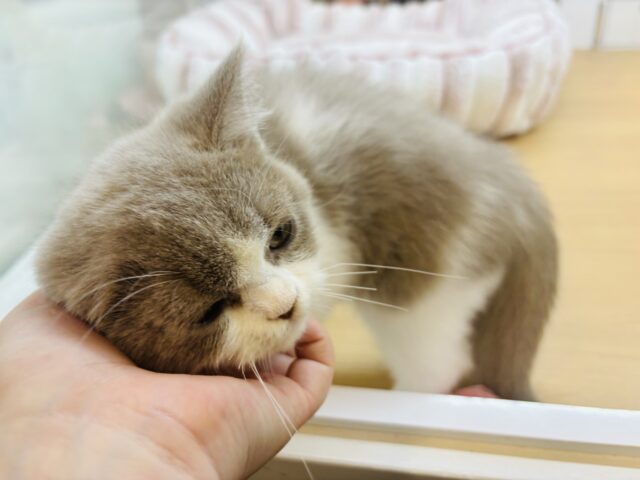 ブリティッシュショートヘア