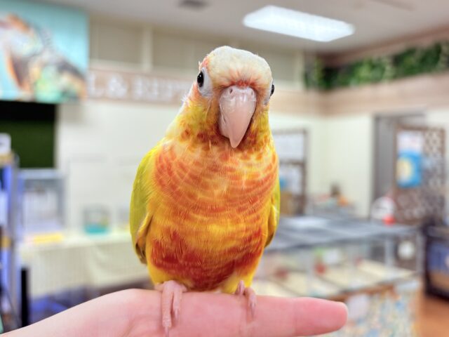 ホオミドリウロコインコ