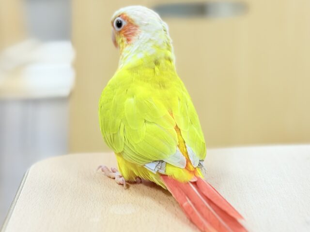 ホオミドリウロコインコ