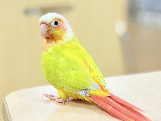ホオミドリウロコインコ