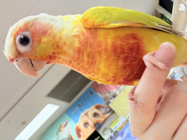 ホオミドリウロコインコ