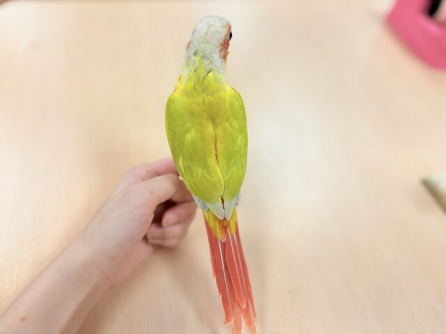 ホオミドリウロコインコ