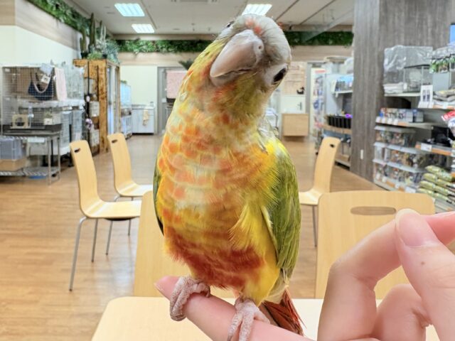 ホオミドリウロコインコ