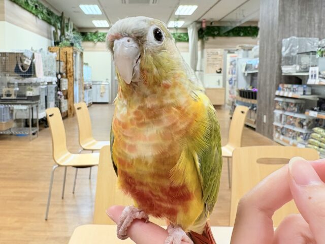ホオミドリウロコインコ