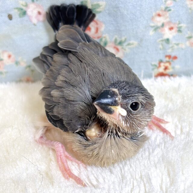 桜文鳥 🌸🐦𖤐* °.