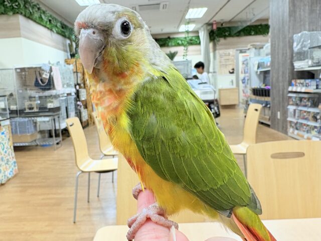 ホオミドリウロコインコ