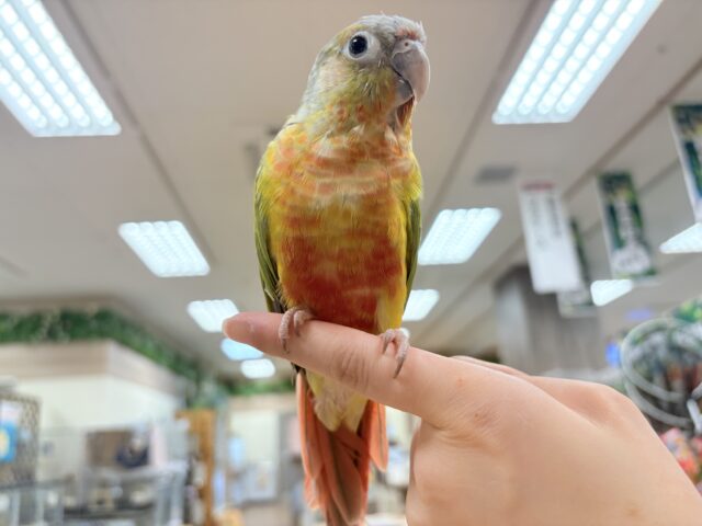 ホオミドリウロコインコ