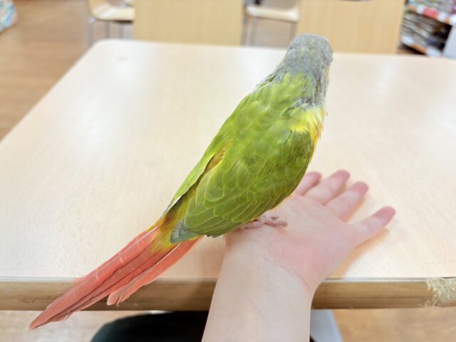 ホオミドリウロコインコ