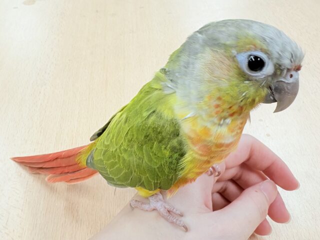 ホオミドリウロコインコ