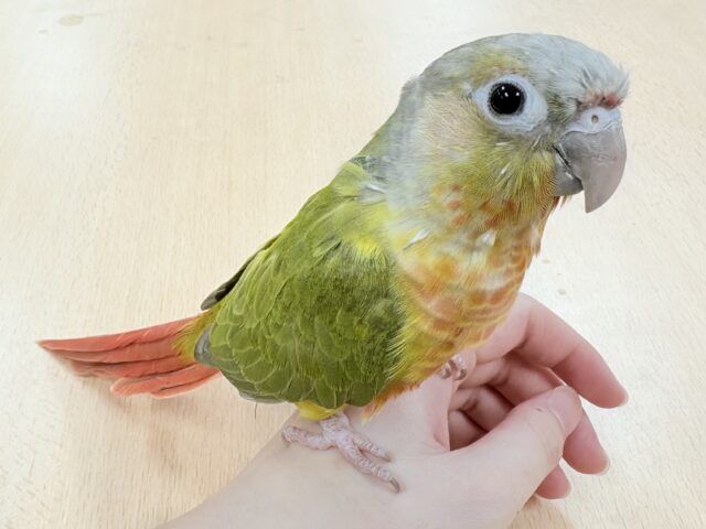 ホオミドリウロコインコ