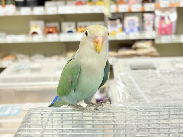 コザクラインコ（小桜インコ）