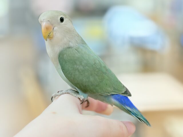 コザクラインコ（小桜インコ）