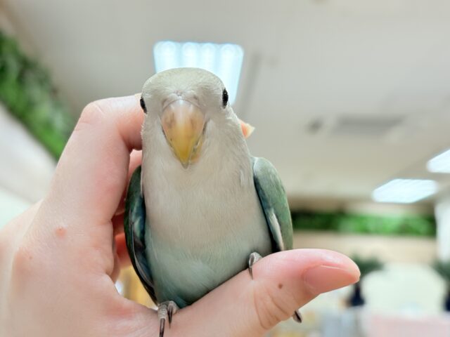 コザクラインコ（小桜インコ）