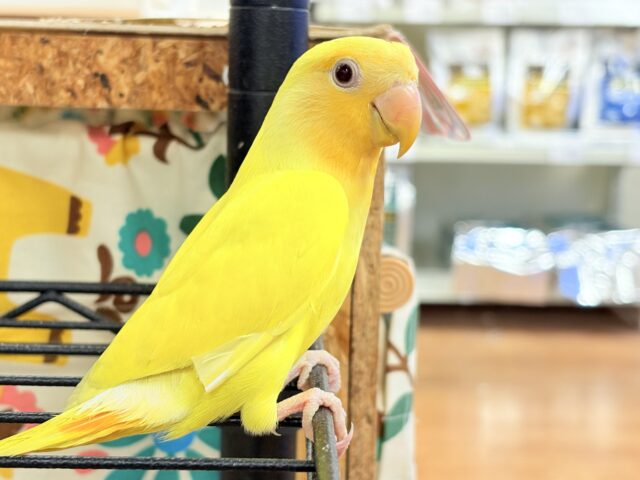 コザクラインコ（小桜インコ）