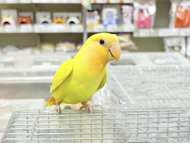 コザクラインコ（小桜インコ）
