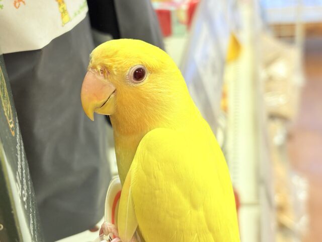 コザクラインコ（小桜インコ）