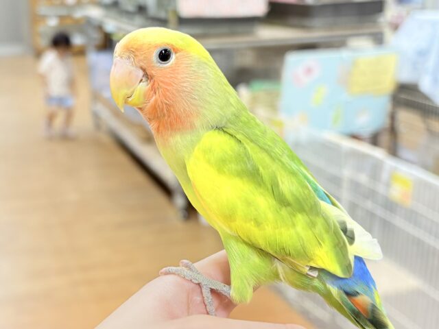 コザクラインコ（小桜インコ）