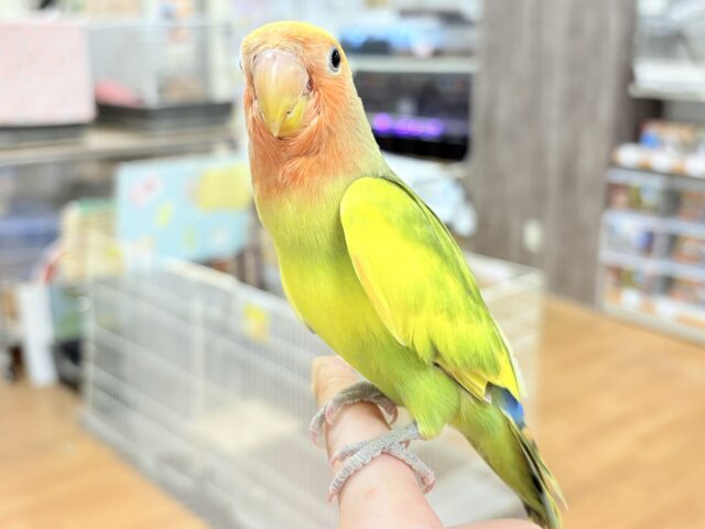 コザクラインコ（小桜インコ）