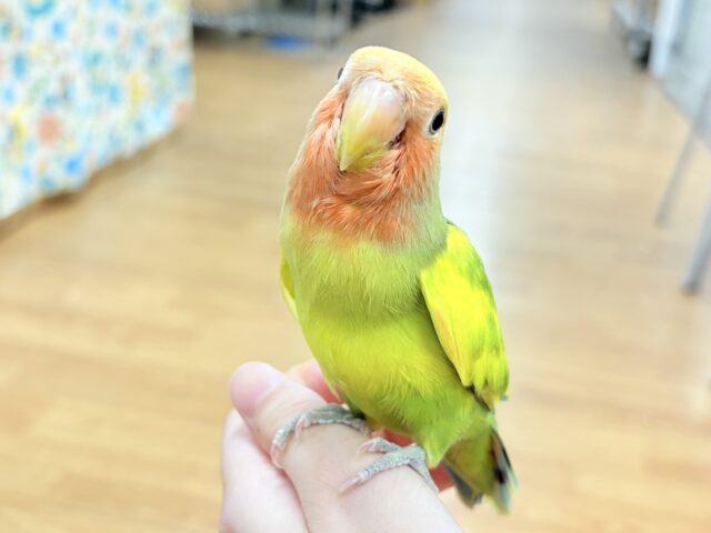コザクラインコ（小桜インコ）
