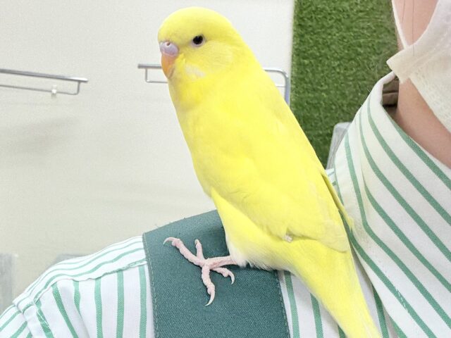 ジャンボセキセイインコ