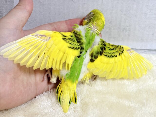セキセイインコ