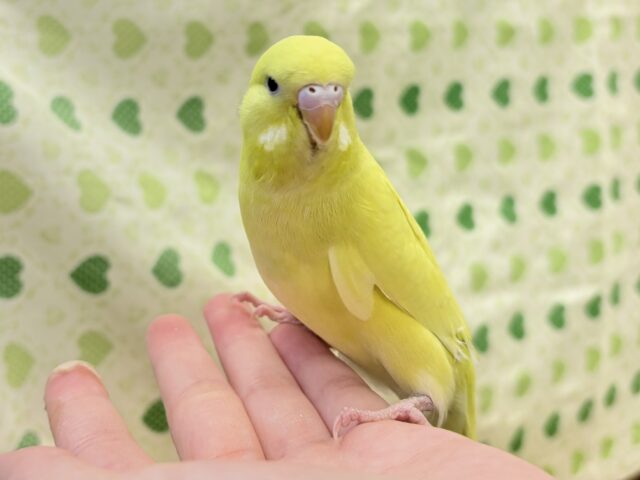 ジャンボセキセイインコ